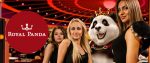 Introduction about Royal Panda casino